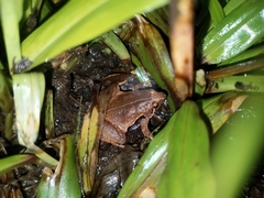 Microhyla achatina