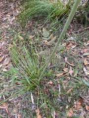 Xanthorrhoea macronema