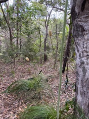 Xanthorrhoea macronema