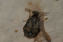 Algarobius