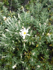 Chiliotrichum diffusum