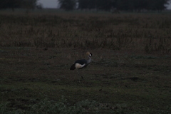 Balearica regulorum regulorum