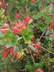 Embothrium coccineum