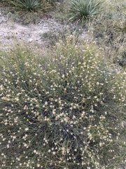 Porophyllum scoparium