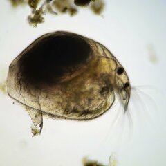 Picripleuroxus denticulatus