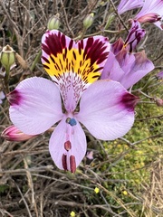 Alstroemeria magnifica