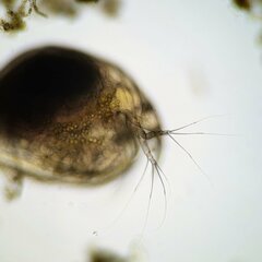 Picripleuroxus denticulatus