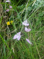 Disa rosea