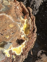 Serpula himantioides