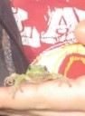 Hyla arborea