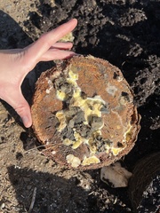 Serpula himantioides