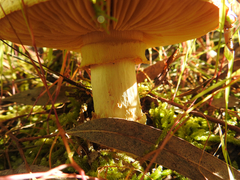 Amanita ochrophylla