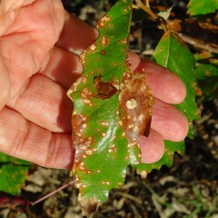 Sphaerulina quercicola