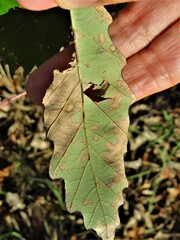 Sphaerulina quercicola