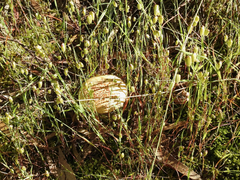 Amanita ochrophylla