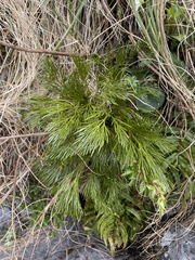 Aciphylla multisecta