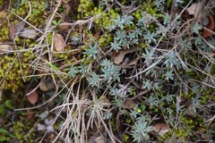 Petrosedum sediforme