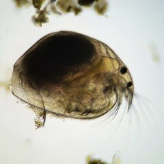 Picripleuroxus denticulatus