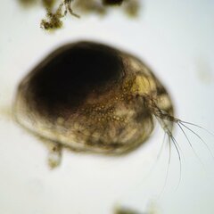 Picripleuroxus denticulatus
