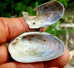 Alasmidonta undulata