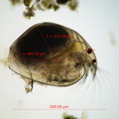 Picripleuroxus denticulatus