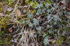 Petrosedum sediforme