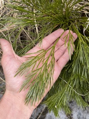Aciphylla multisecta