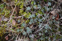 Petrosedum sediforme