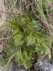 Aciphylla multisecta