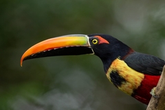 Fiery-Billed Aracari photo 3