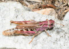 Gomphocerus sibiricus