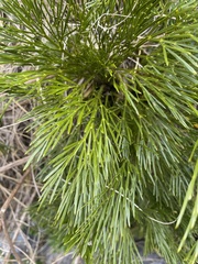 Aciphylla multisecta