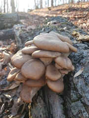 Pleurotus populinus