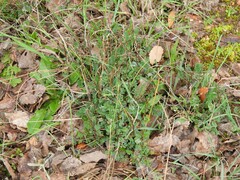 Hippocrepis scabra