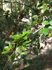 Berberis ilicifolia
