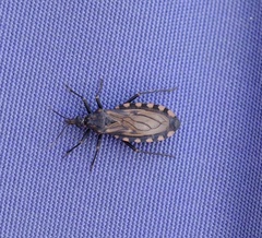 Triatoma maculata