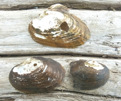 Alasmidonta undulata