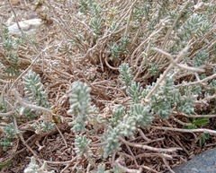 Teucrium