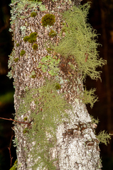 Usnea glabrata