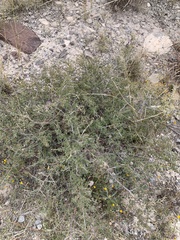 Mimosa aculeaticarpa