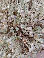 Teucrium