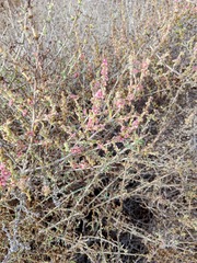 Salsola oppositifolia