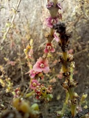 Salsola oppositifolia