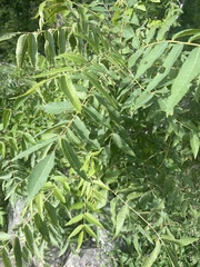 Juglans major