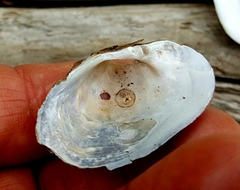 Alasmidonta undulata