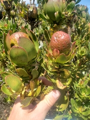 Leucadendron strobilinum