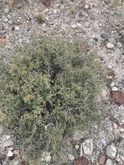 Mimosa aculeaticarpa