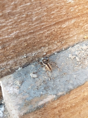 Menemerus bivittatus