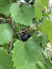 Vitis rotundifolia