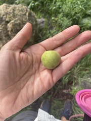 Juglans major
